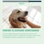 Digestion – 60 Dog Chews - Rich in Probiotics & Prebiotic Fibers image 12