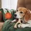 BetterBone Small Chew Toy image 7