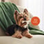 BetterBone Mini Chew Toy image 7