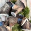 New! JUMBO SXL Red Deer Antler image 3