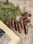 Premium Venison Sausages - 150g image 1