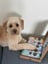 Denzel's soft-baked dog chews image 5