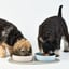 Lilly + Dash Ceramic Pet Bowls image 1