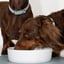 Lilly + Dash Ceramic Pet Bowls image 8