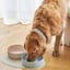 Lilly + Dash Ceramic Pet Bowls image 3