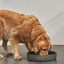 outdoor water bowls image 1