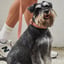 Lilly + Dash Boucle Dog Leash image 4