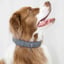 Lilly + Dash Boucle Dog Collar image 2
