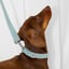 Lilly + Dash Boucle Dog Collar image 7