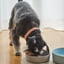 Lilly + Dash Boucle Dog Collar image 8
