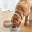 Lilly + Dash Boucle Dog Collar image 11