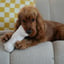 Lilly + Dash Boucle Bone Toy image 2