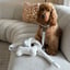 Lilly + Dash Boucle Bone Toy image 6