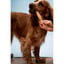 Beef Tails - 4pcs image 1