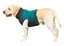 MAXX Dog Medical Pet Shirt | Peacock Blue Grey image 6