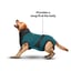 MAXX Dog Medical Pet Shirt | Peacock Blue Grey image 4
