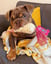 Doggy Cheesey Pupcorn Bag image 1