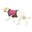MAXX Dog Medical Pet Shirt | Ruby Red Grey image 7
