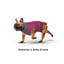 MAXX Dog Medical Pet Shirt | Ruby Red Grey image 3