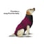 MAXX Dog Medical Pet Shirt | Ruby Red Grey image 5