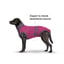 MAXX Dog Medical Pet Shirt | Ruby Red Grey image 4