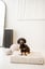 The Dog Mattress image 5