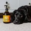 Salmon Oil for dogs image 5