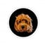 @australianlabradoodle.billie