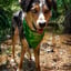 @cody_welsh_collie