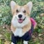 @corgi.sweet.cookie
