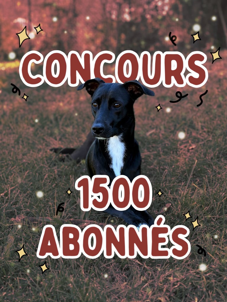 2 Calendrier de l'Avent Franklin remplis de friandises gourmandes et de qualité + 1 surprise
