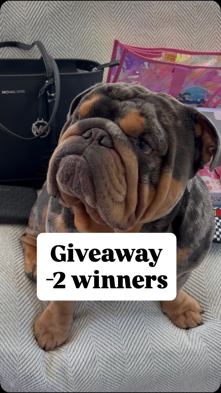 A Michael Kors bag and matching wallet, a Choolip set, plus pet goodies from SuperZoo