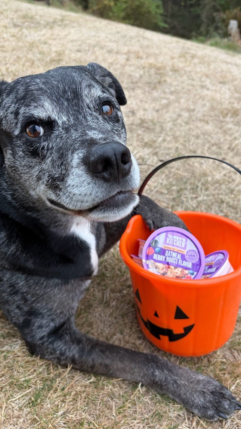 A FREE tray of Your Pet’s Kitchen pet food