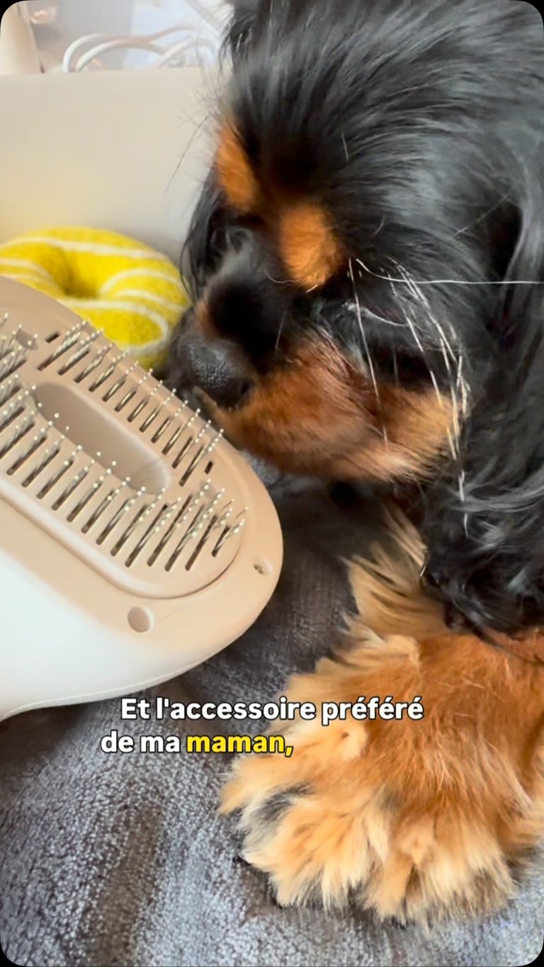 Brosse 4 en 1 Boompje