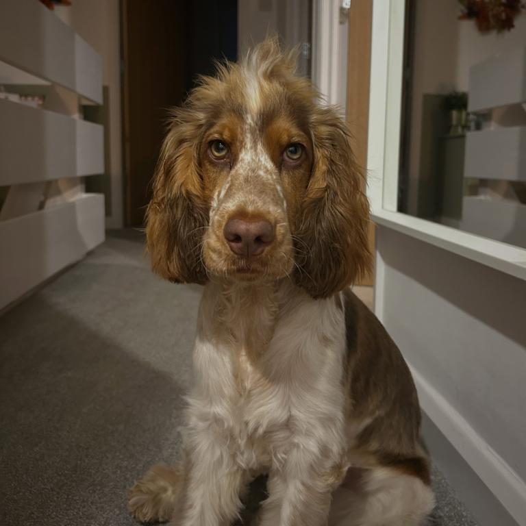 Rudy
