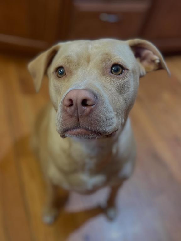 Dolly