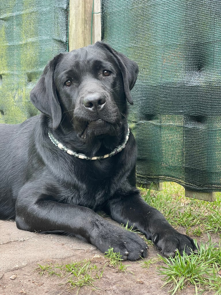 Onyx