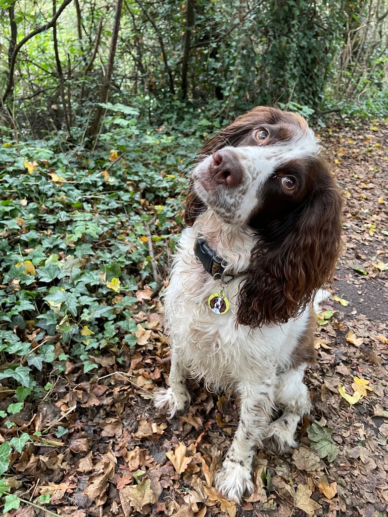Lilly
