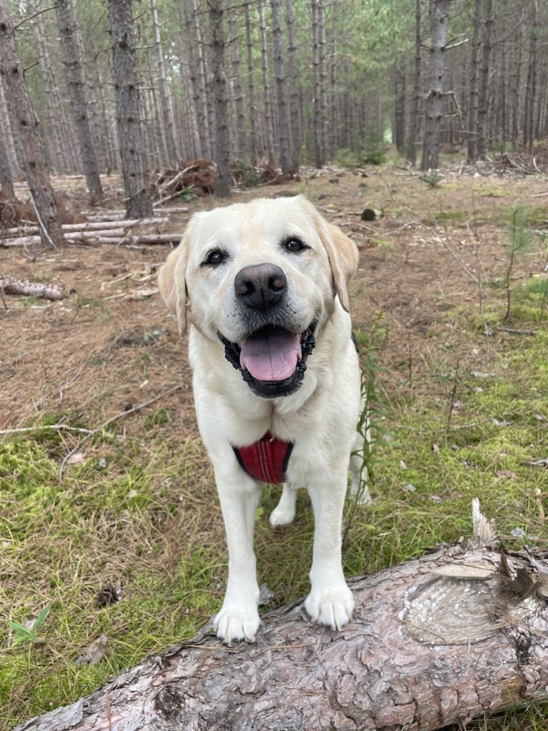 Sadie
