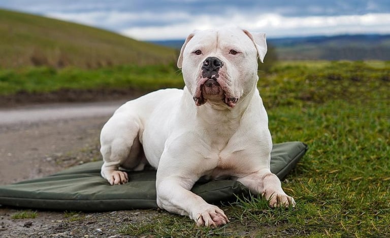 Buster