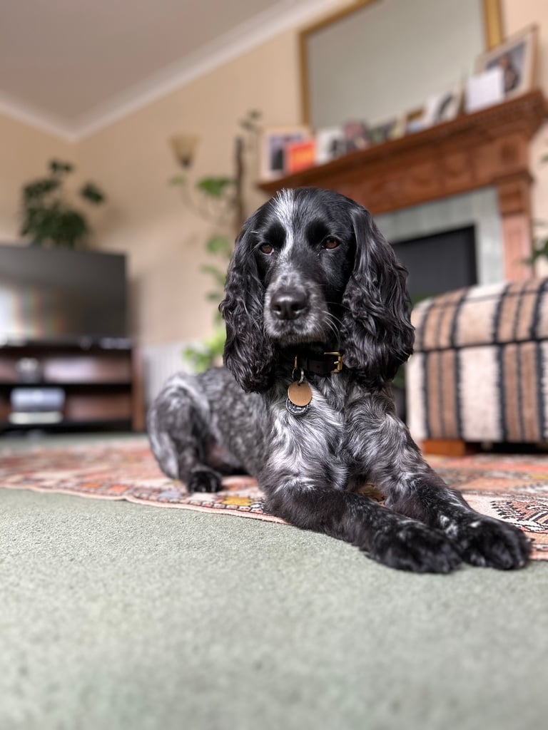 Dolly