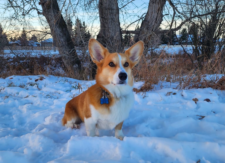 Rocky