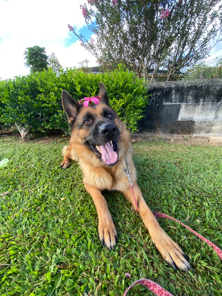 Nikita