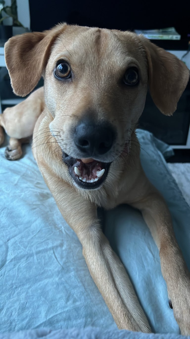 Otis