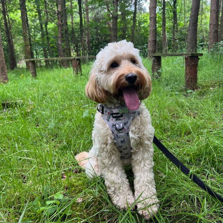 Bea