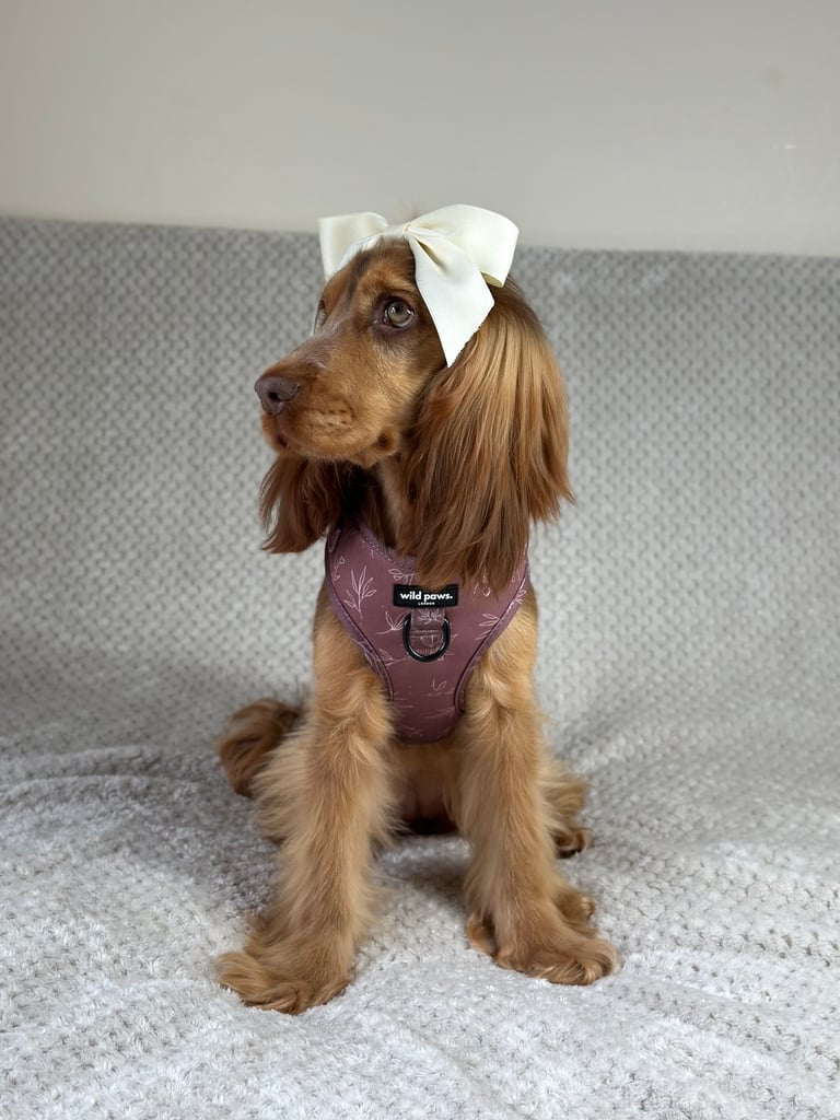 Rosie