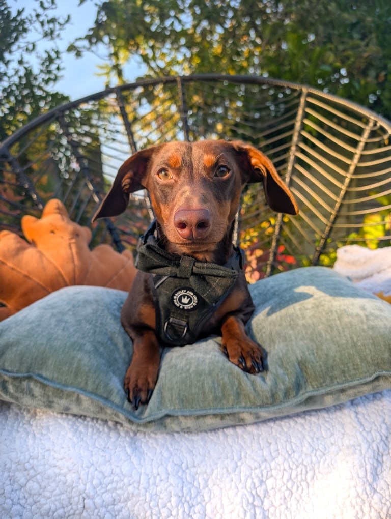 Albie