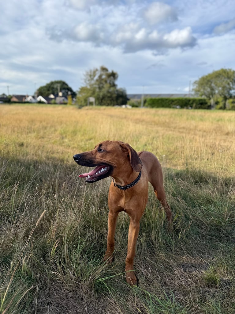 Simba