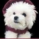 Louie de Coton