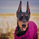 Bogey’s Mix
